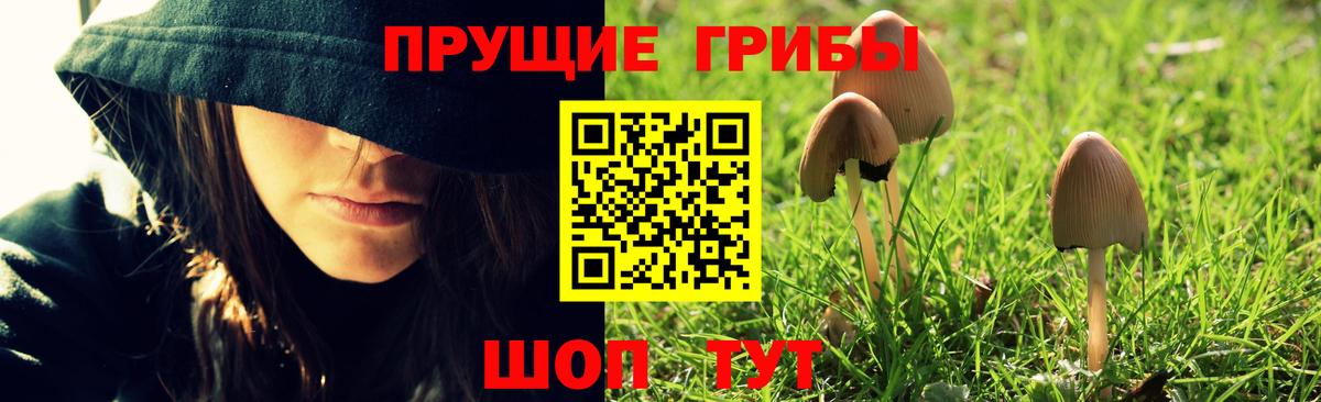 Псилоцибиновые грибы Psilocybine cubensis Звенигород